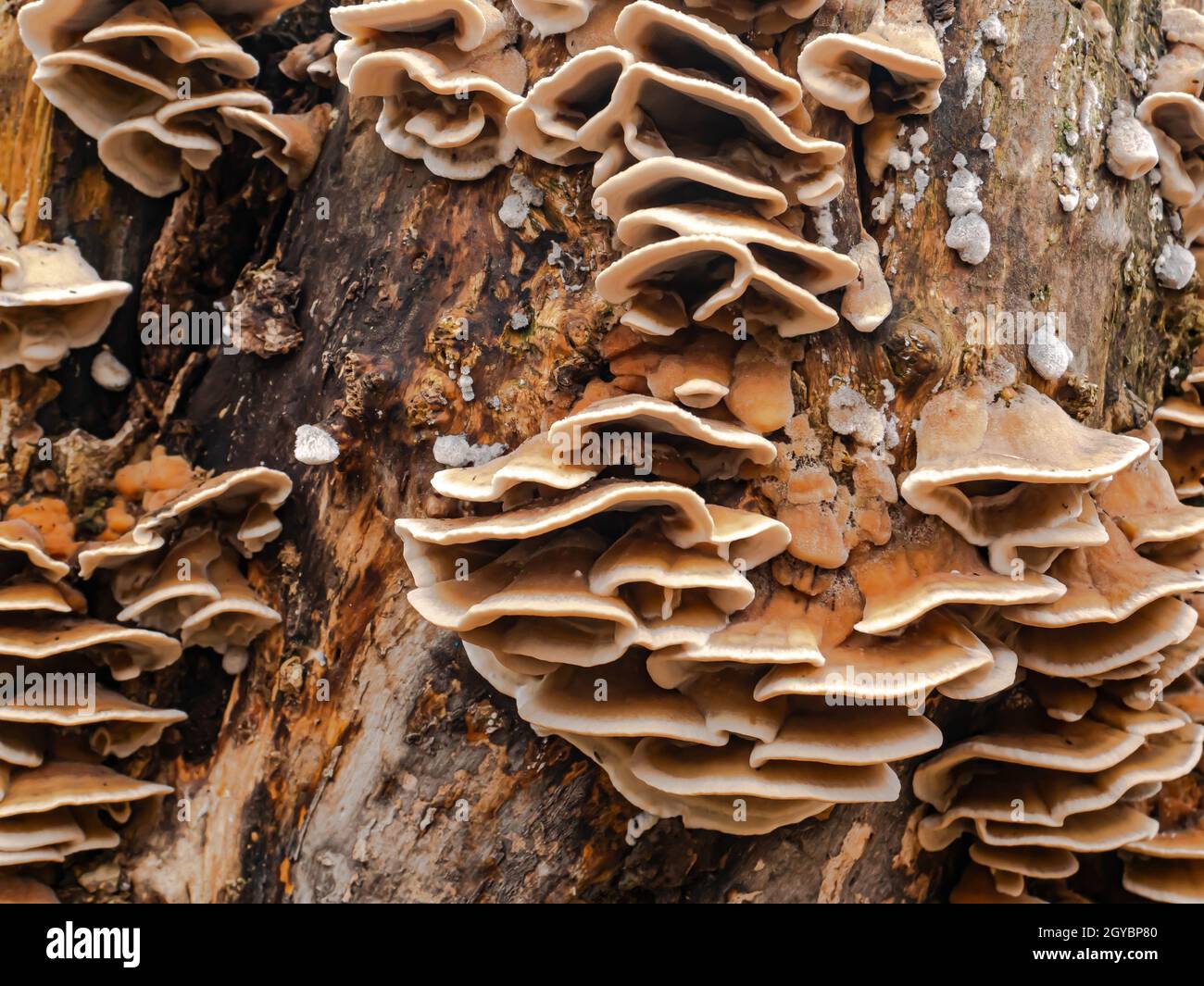 Fungus growths root sponge on a tree stump. Root sponge. Mushroom ...