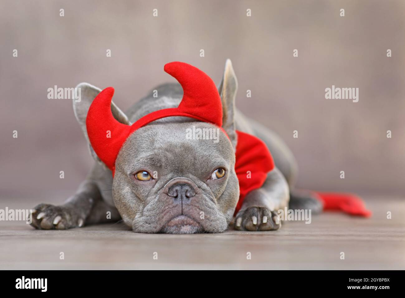 French Bulldog dog wearing red devil horns, tail and bow tie Halloween costume in front of gray