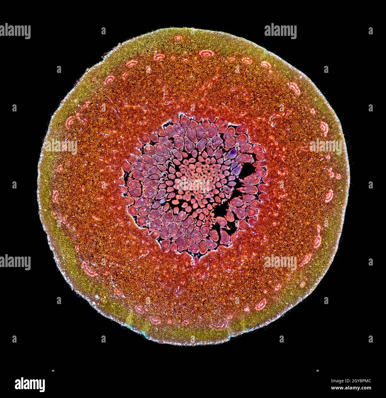 Tomato fruit pulp section, TS. stained section Stock Photo Alamy