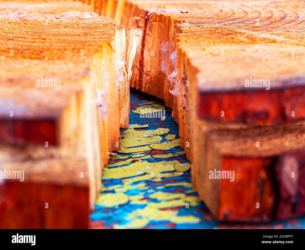 The texture of a transverse crack in a cut of pine wood. Chopped tree ...