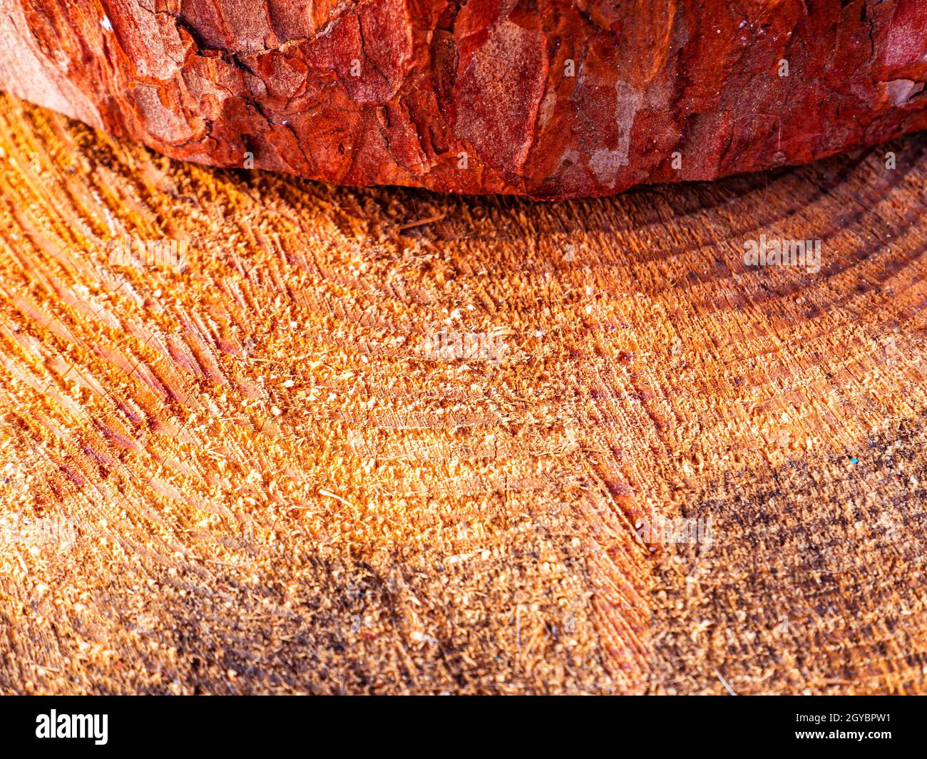Pine Tree Struct Pine tree trunk cross section surface texture. The spread of the tree ...