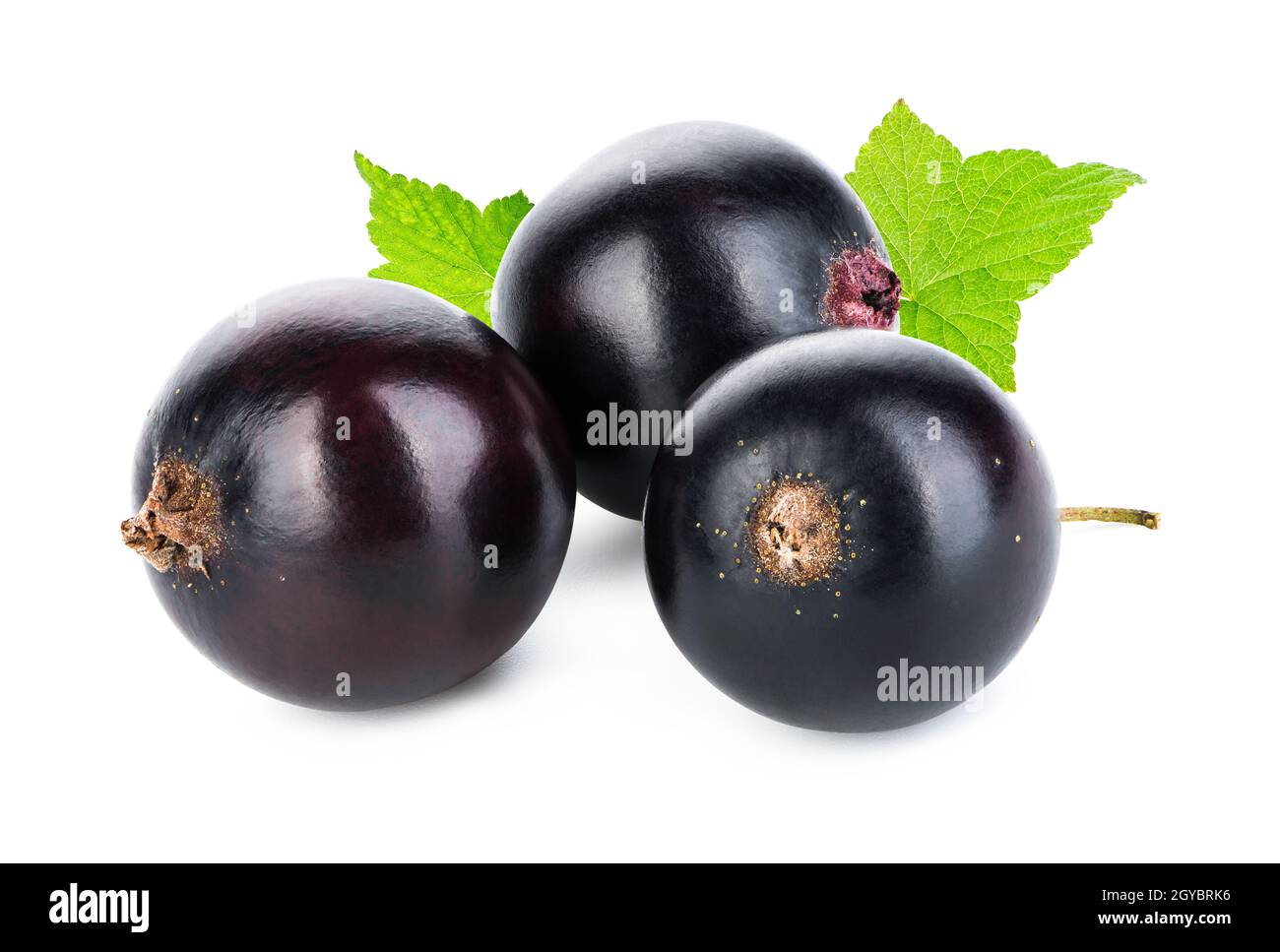 Juicy black currant isolated on a white background Stock Photo