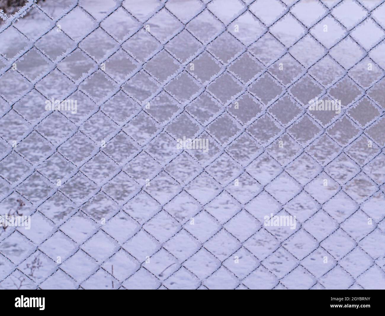 Metal mesh in white frosty frost in winter. Fence mesh. White snow. Frosty frost. Winter season. Mesh iron fence. Security systems. Private territory. Stock Photo