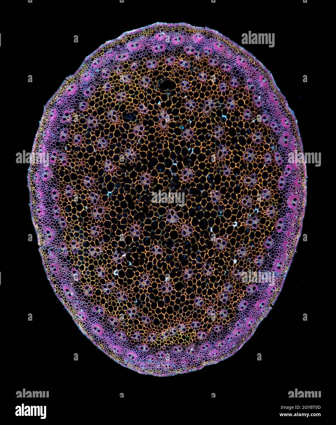 Stem structure hi-res stock photography and images - Alamy