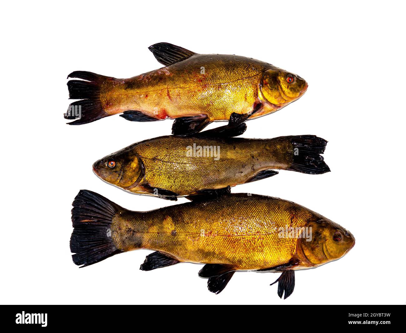 Freshwater fish tench on a white background. Fish tench. Freshwater fishing. Fishing catch. Underwater animals of lakes and rivers. Cooking food. Fins Stock Photo