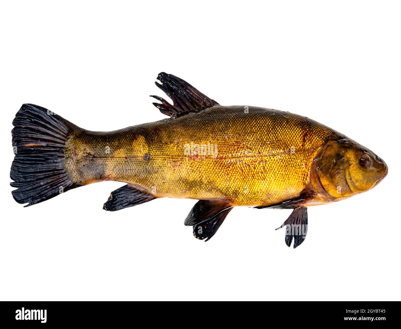 Freshwater fish tench on a white background. Fish tench. Freshwater fishing. Fishing catch. Underwater animals of lakes and rivers. Cooking food. Fins Stock Photo