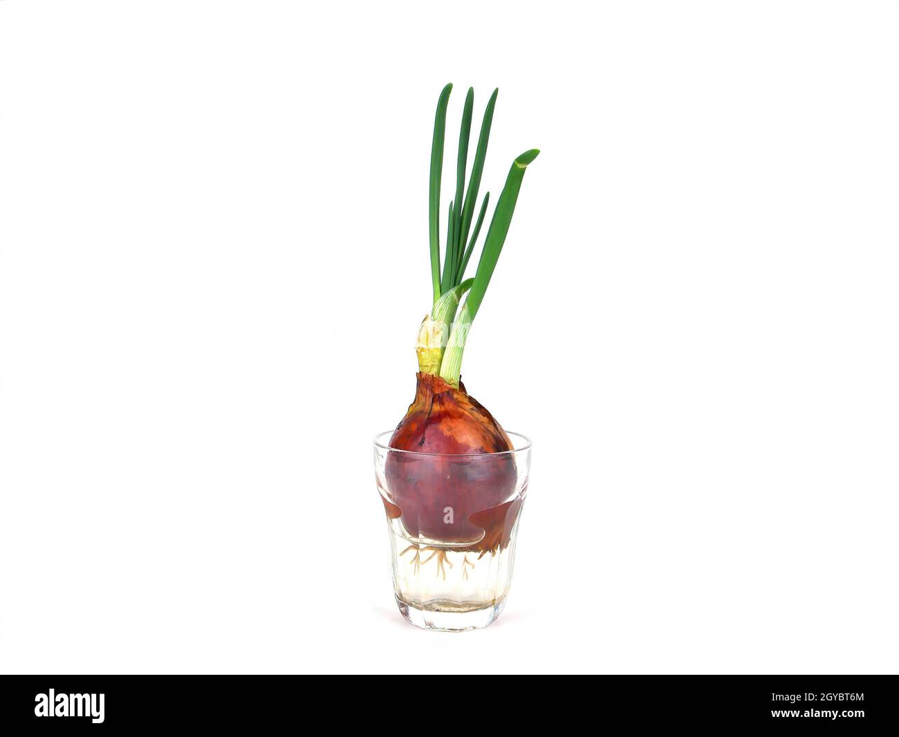 Onion vegetable in a glass of water. Green onion stalks. Transparent