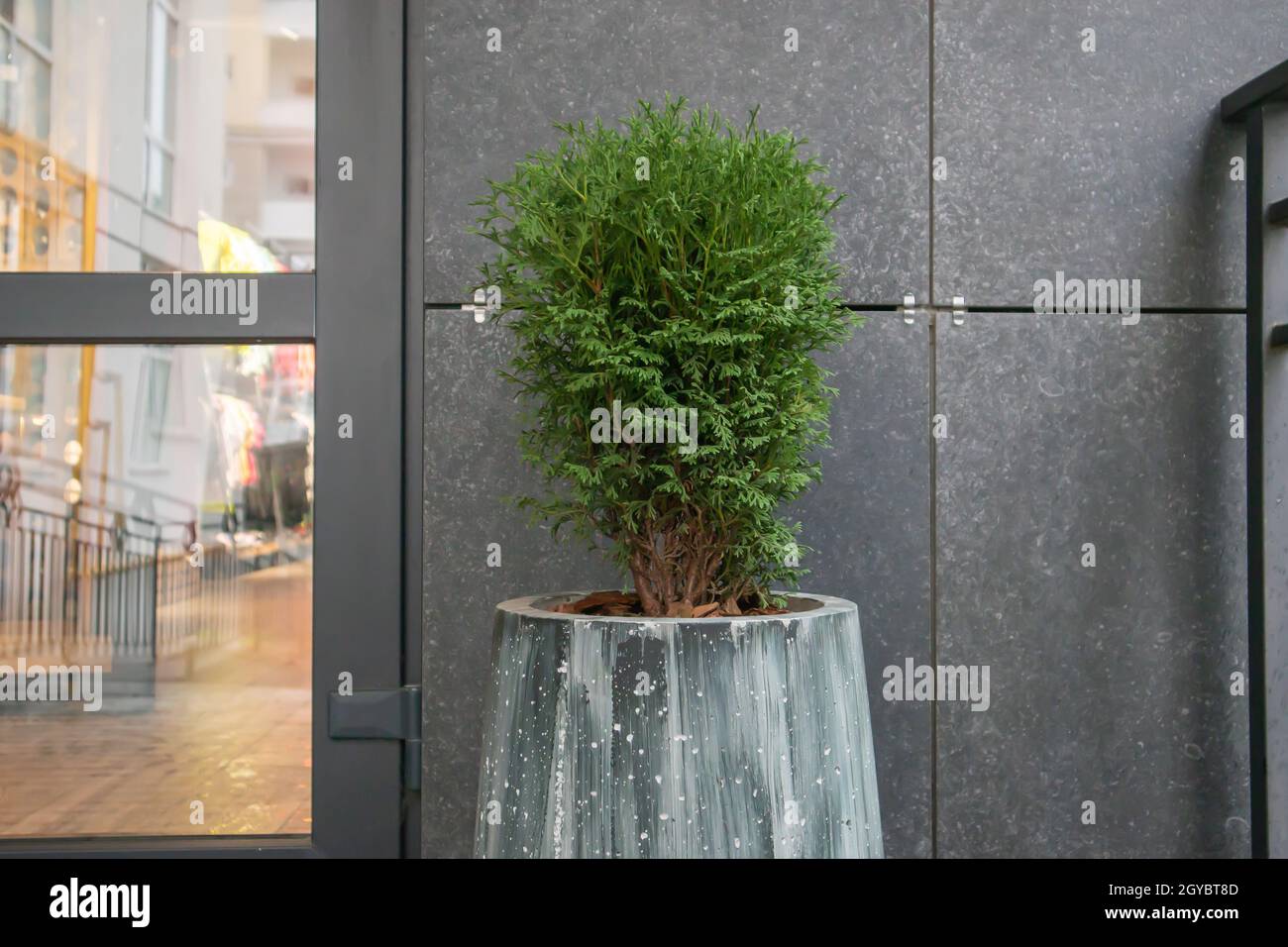 Green small spherical Chinese thuja in a concrete pot near the house at the entrance. Traditional home decorations. Entrance to the building, a pot of Stock Photo