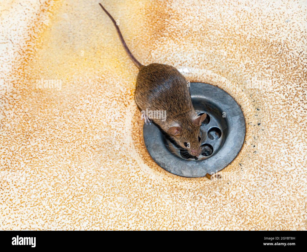 Animal rodent mouse on the sink sink. Apodemus agrarius. Animal rodent. Harvest mouse. Washbasin drain. Wild animals in the house. Unsanitary conditio Stock Photo