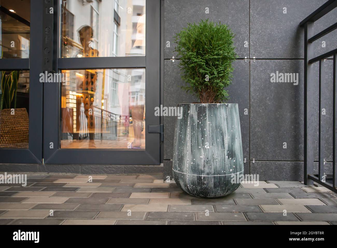 Green small spherical Chinese thuja in a concrete pot near the house at the entrance. Traditional home decorations. Entrance to the building, a pot of Stock Photo