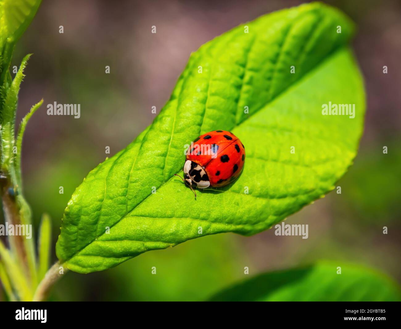 Ladybug On Leaf In Tree