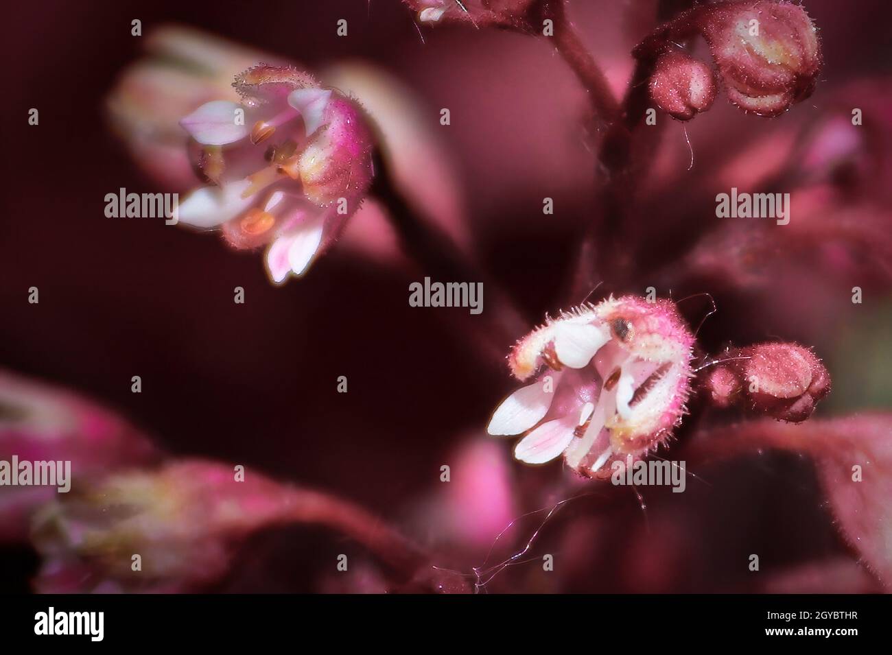 Macro of delicate flowers on a coral bell heuchera plant. Stock Photo