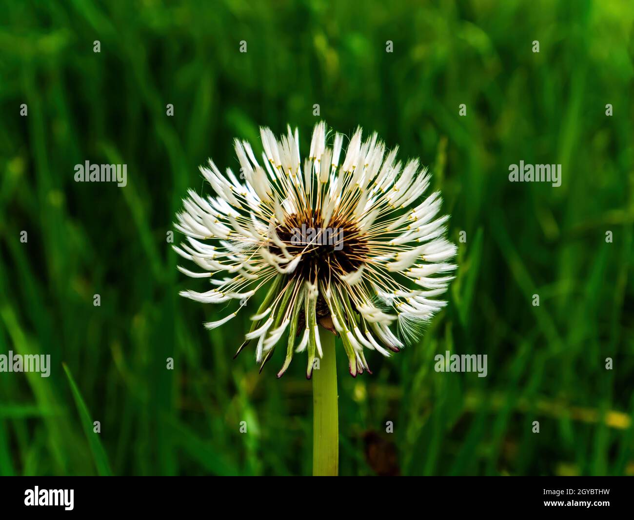 Dandelion flower with white seeds in green grass. Taraxacum plant. Dandelion seeds. Wildflowers. Green meadow. Ecosystem. Natural background. Spring s Stock Photo