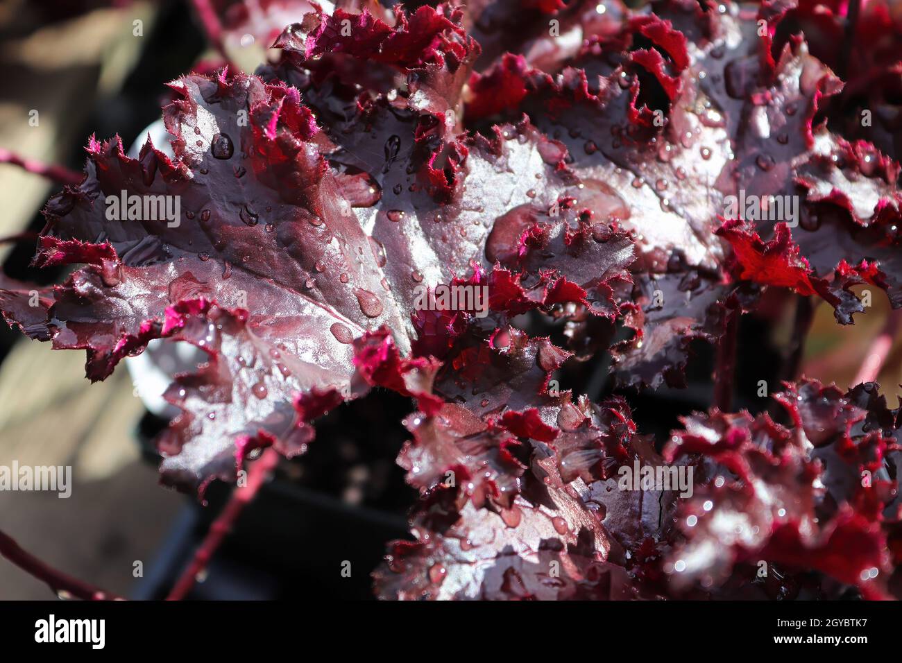 Closeup of the burgandy leaves on a coral bell plant. Stock Photo