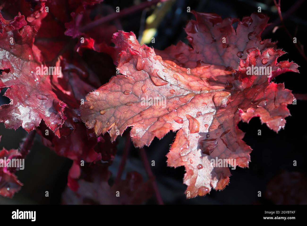 Closeup of the burgandy leaves on a coral bell plant. Stock Photo