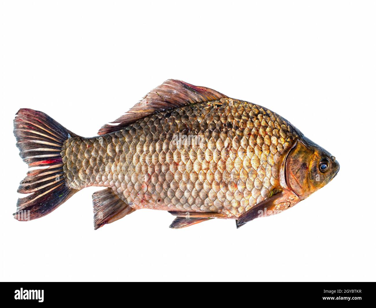 Freshwater fish crucian carp on a white background. Fish crucian