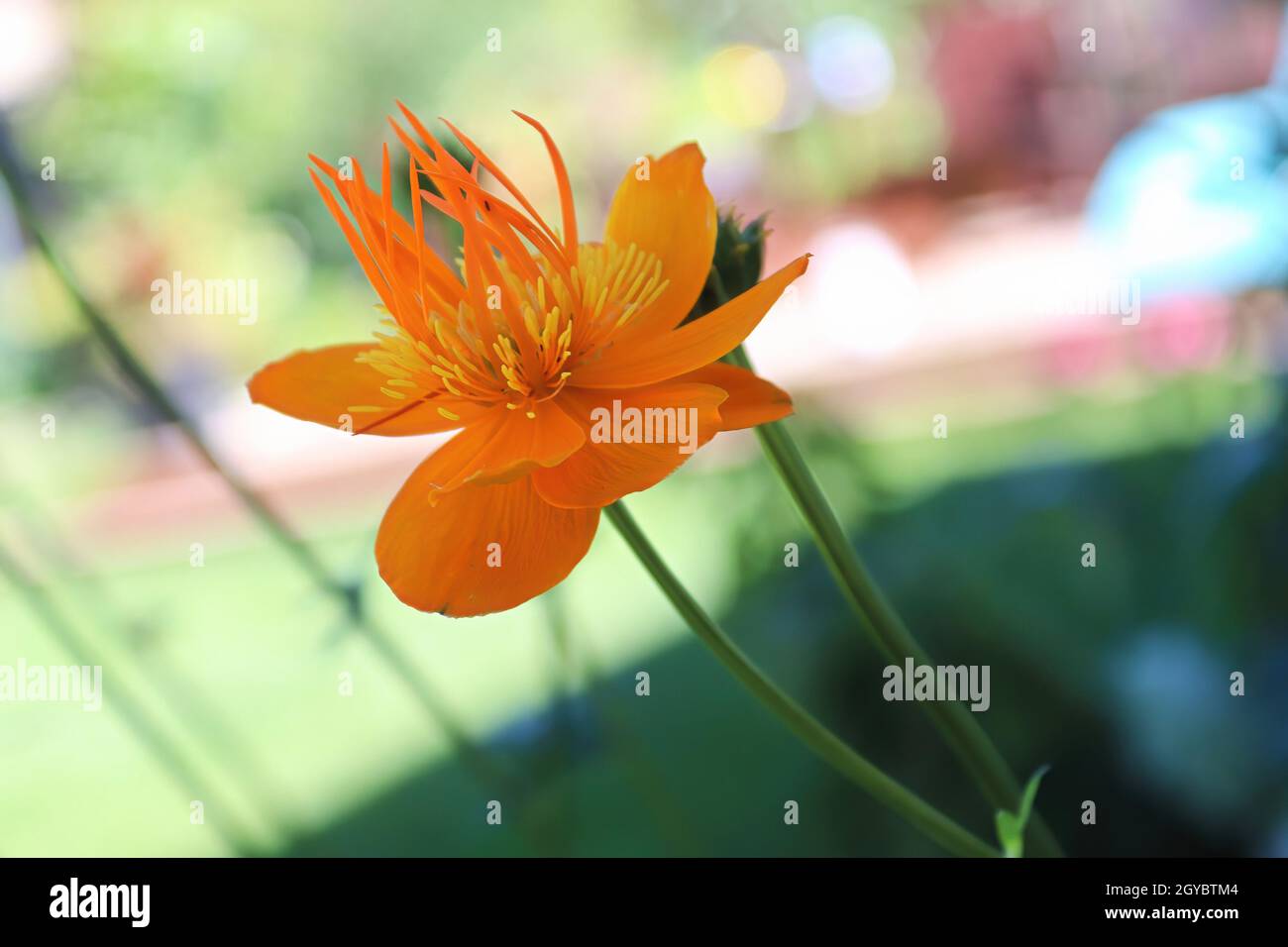 Closeup of orange Globe Flowers in bloom. Stock Photo