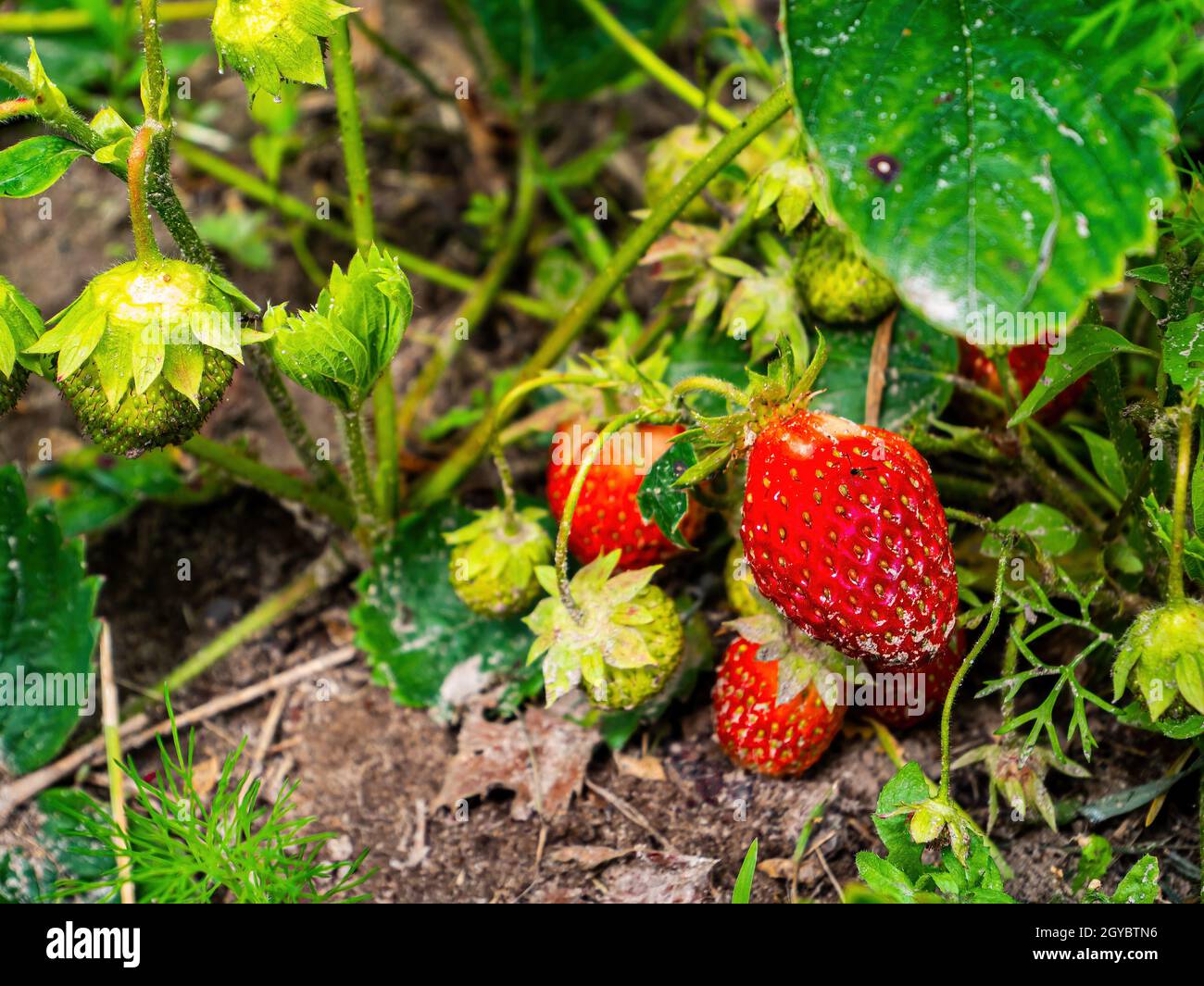 Green strawberry bush with red berries in the garden. Red strawberry ...