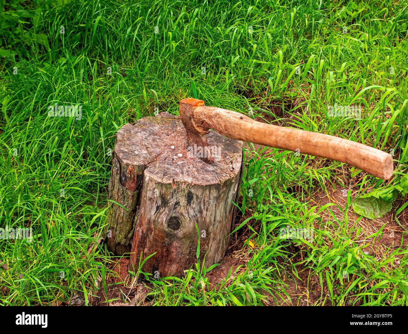 Ax for cutting wood in a tree stump. Lumberjack's ax. Chop wood. Wooden stump. Green grass. Logging. Protection of Nature. Ecological catastrophy. Def Stock Photo