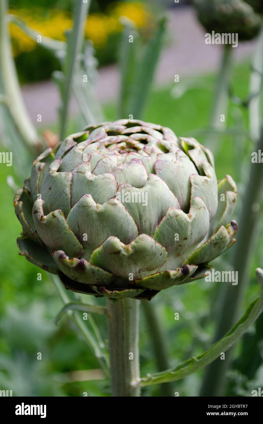 Wild green artichoke in a garden park in summer. Front view Stock Photo