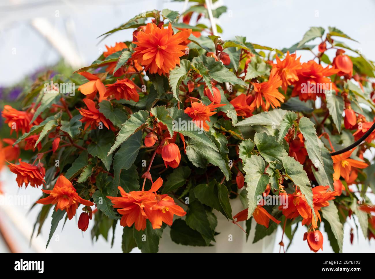 Close up of Begonia Illumination Orange flowers Stock Photo