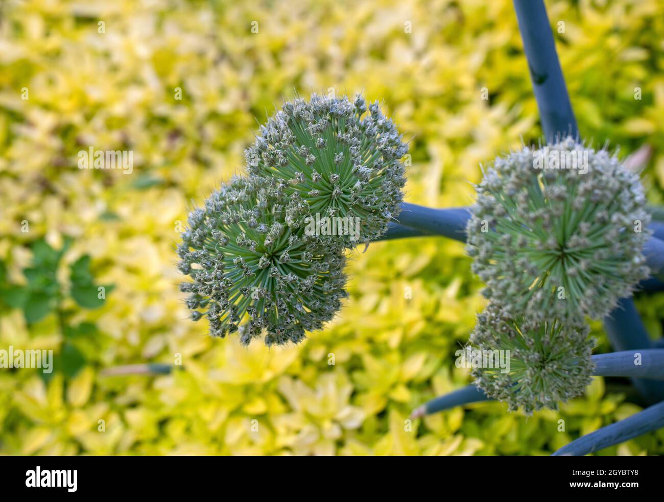 Beautiful White Allium circular globe shaped flowers Stock Photo Alamy