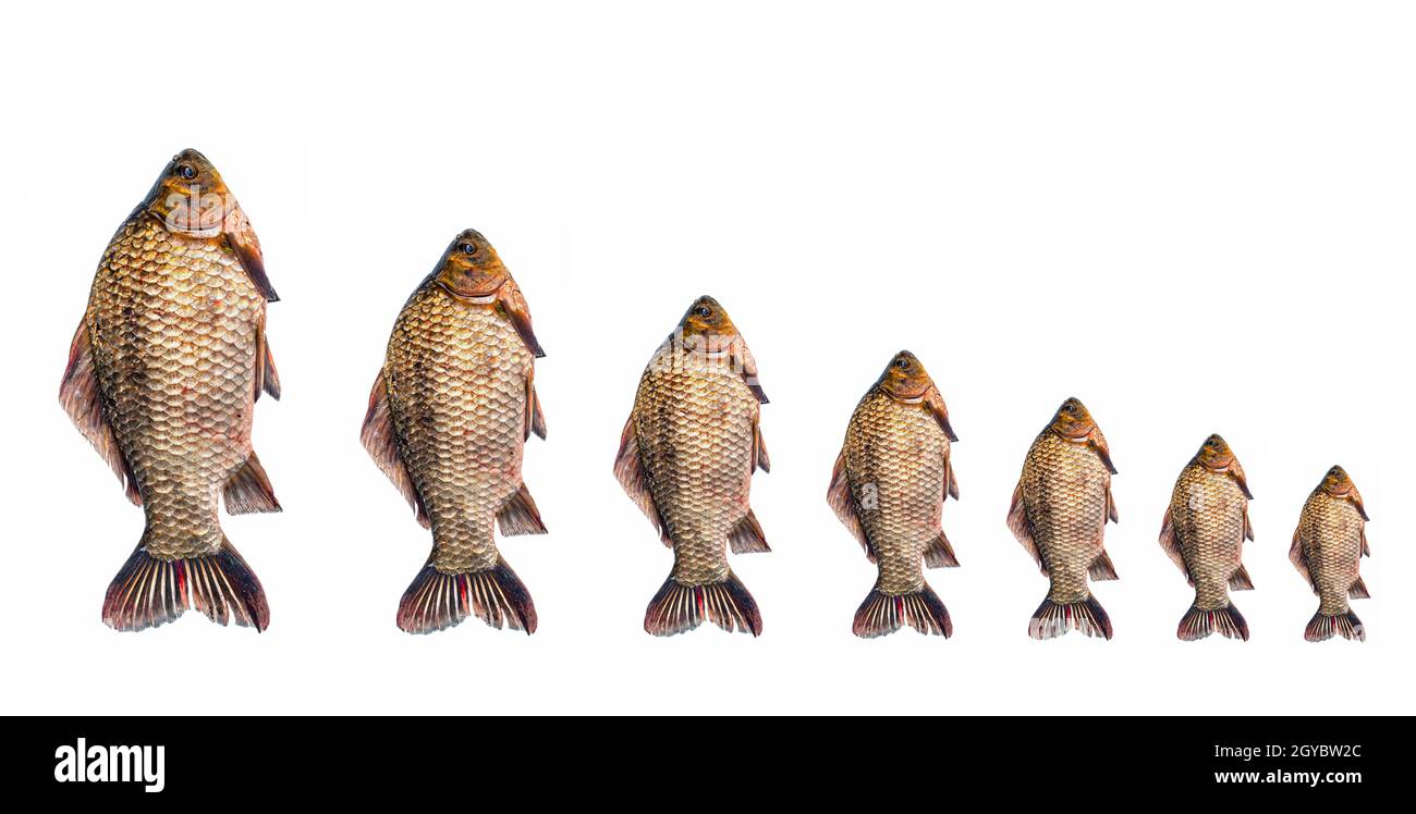 Freshwater fish crucian carp on a white background. Fish crucian carp