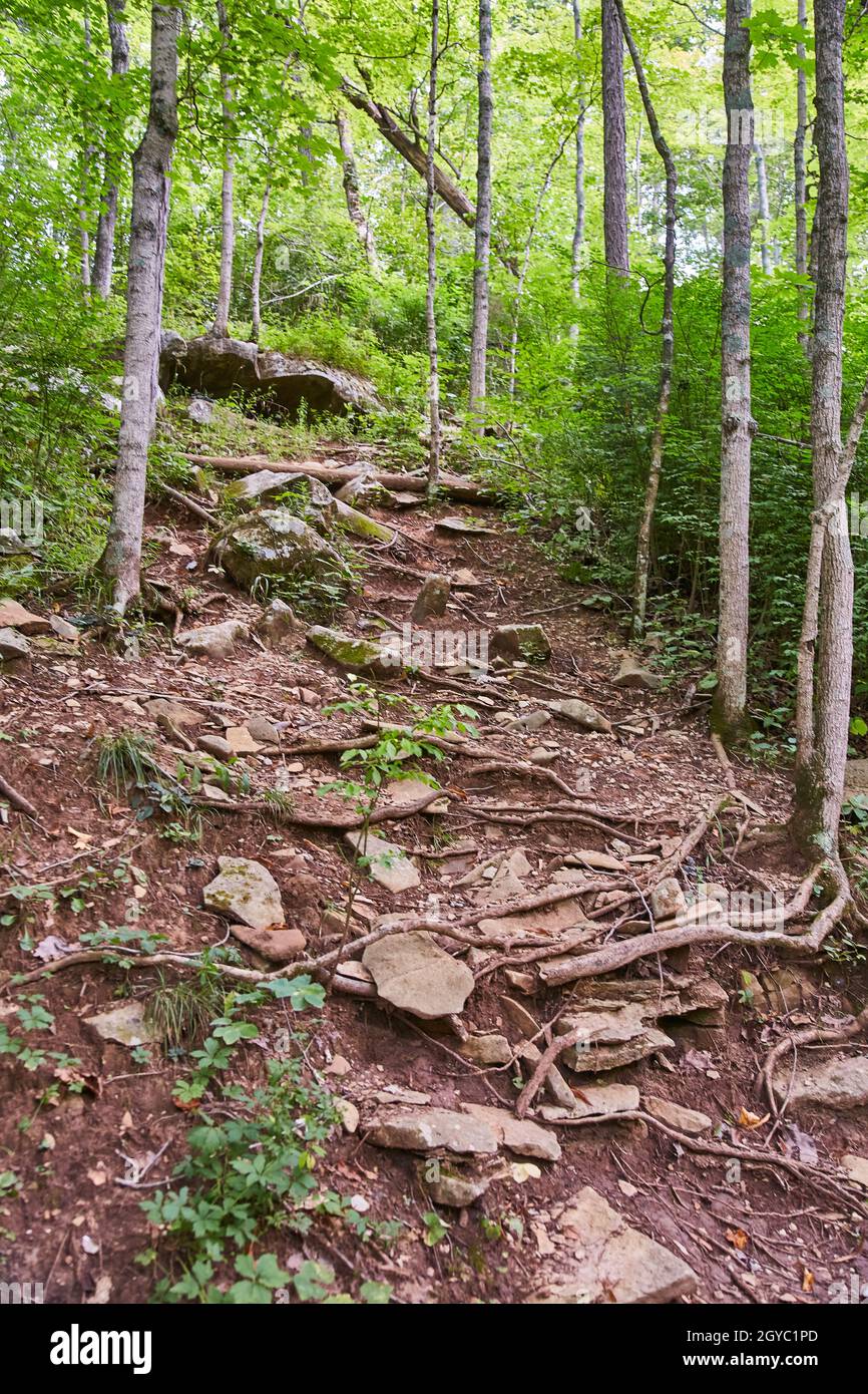 Forest path with tree roots exposed and stones as a walking trail Stock ...