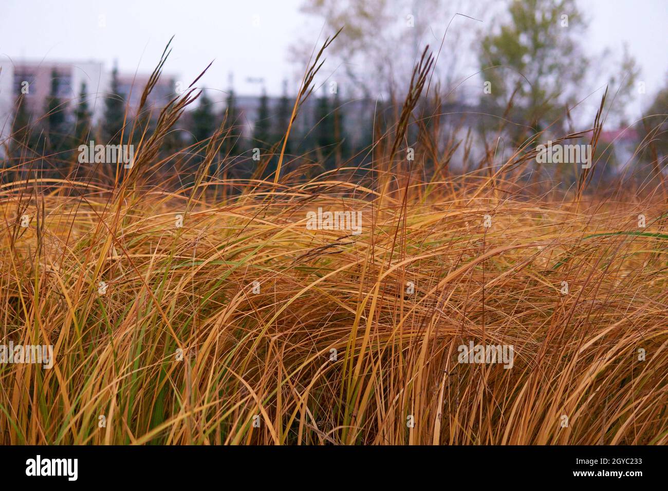 Needle grasses on a blurred backgrou Stock Photo Alamy
