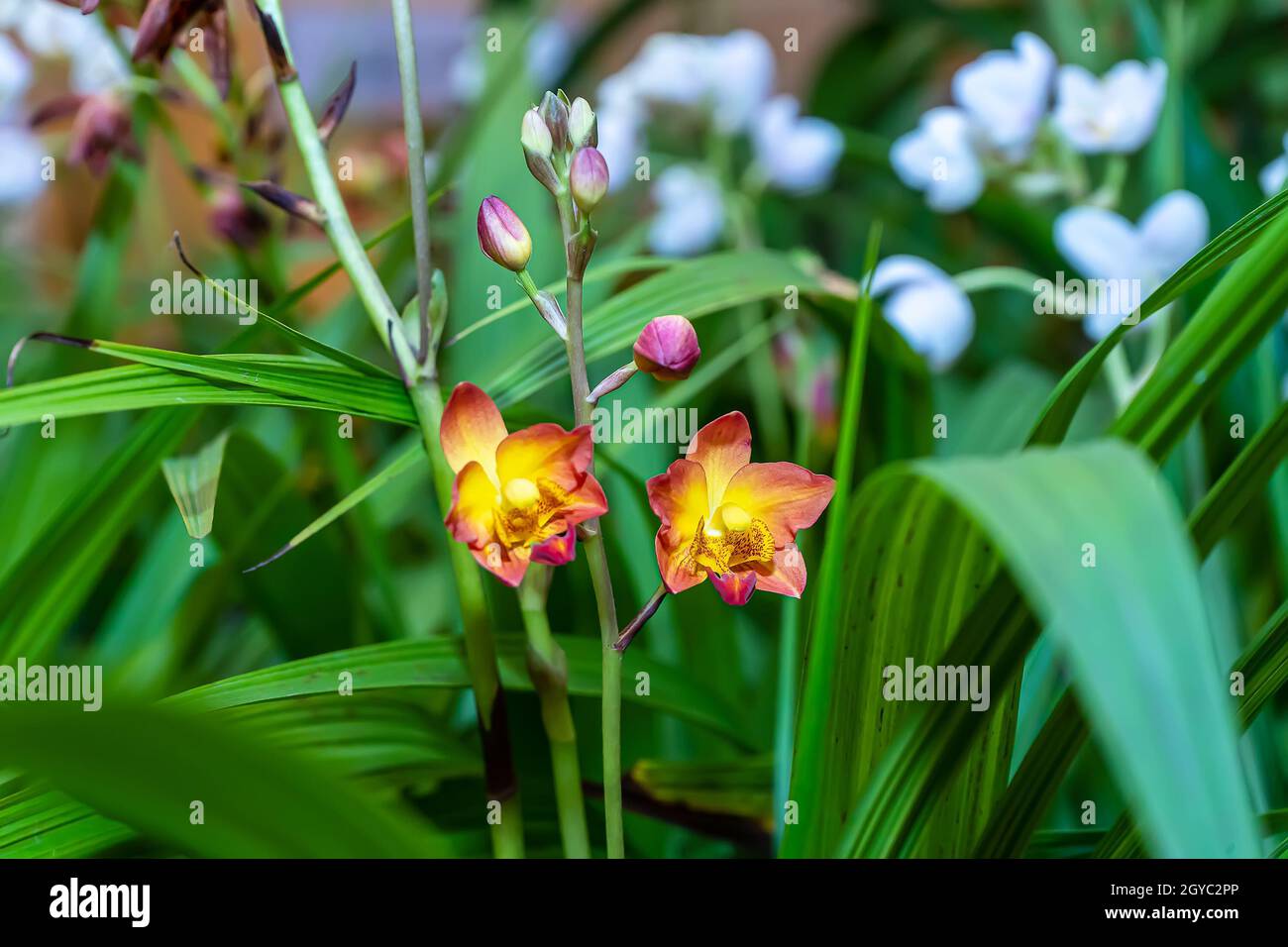 Several orchid species hi-res stock photography and images - Alamy