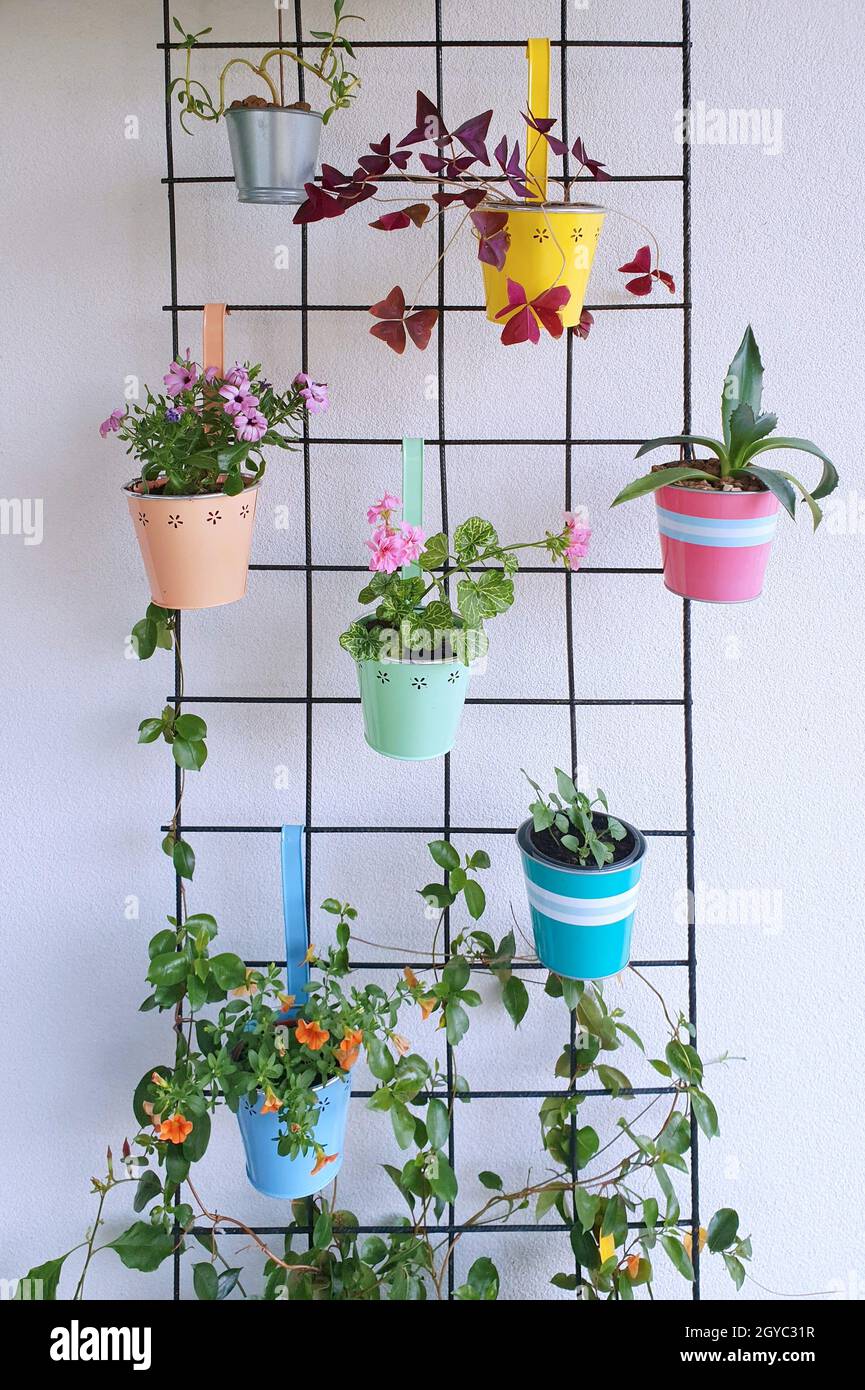 A wire mesh with hanging decorative colorful flower pots with a variation  of beautiful potted flowers Stock Photo - Alamy