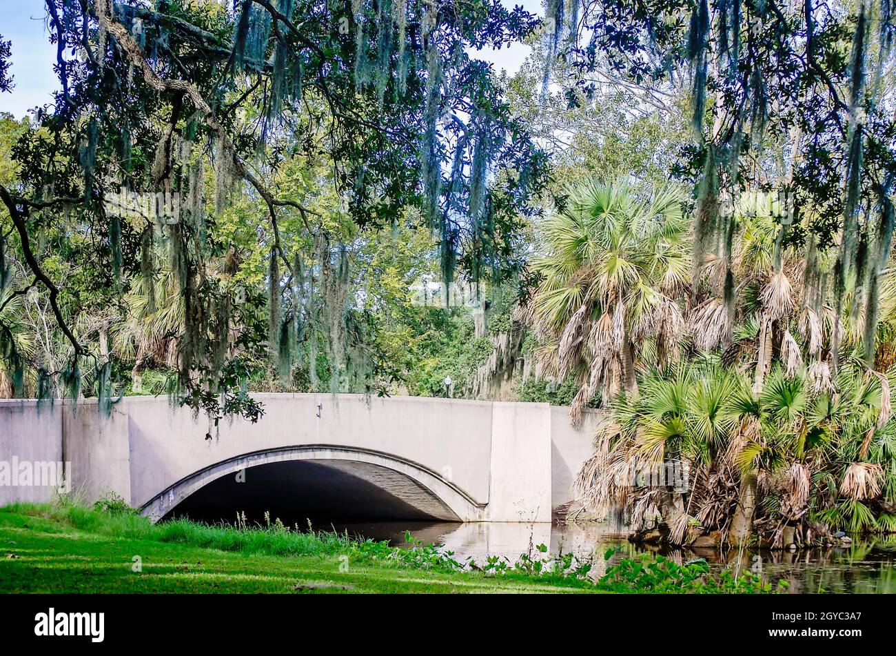 Spanish moss hangs from oak trees at Anseman Bridge in New Orleans City Park, Nov. 14, 2015, in New Orleans, Louisiana. Stock Photo