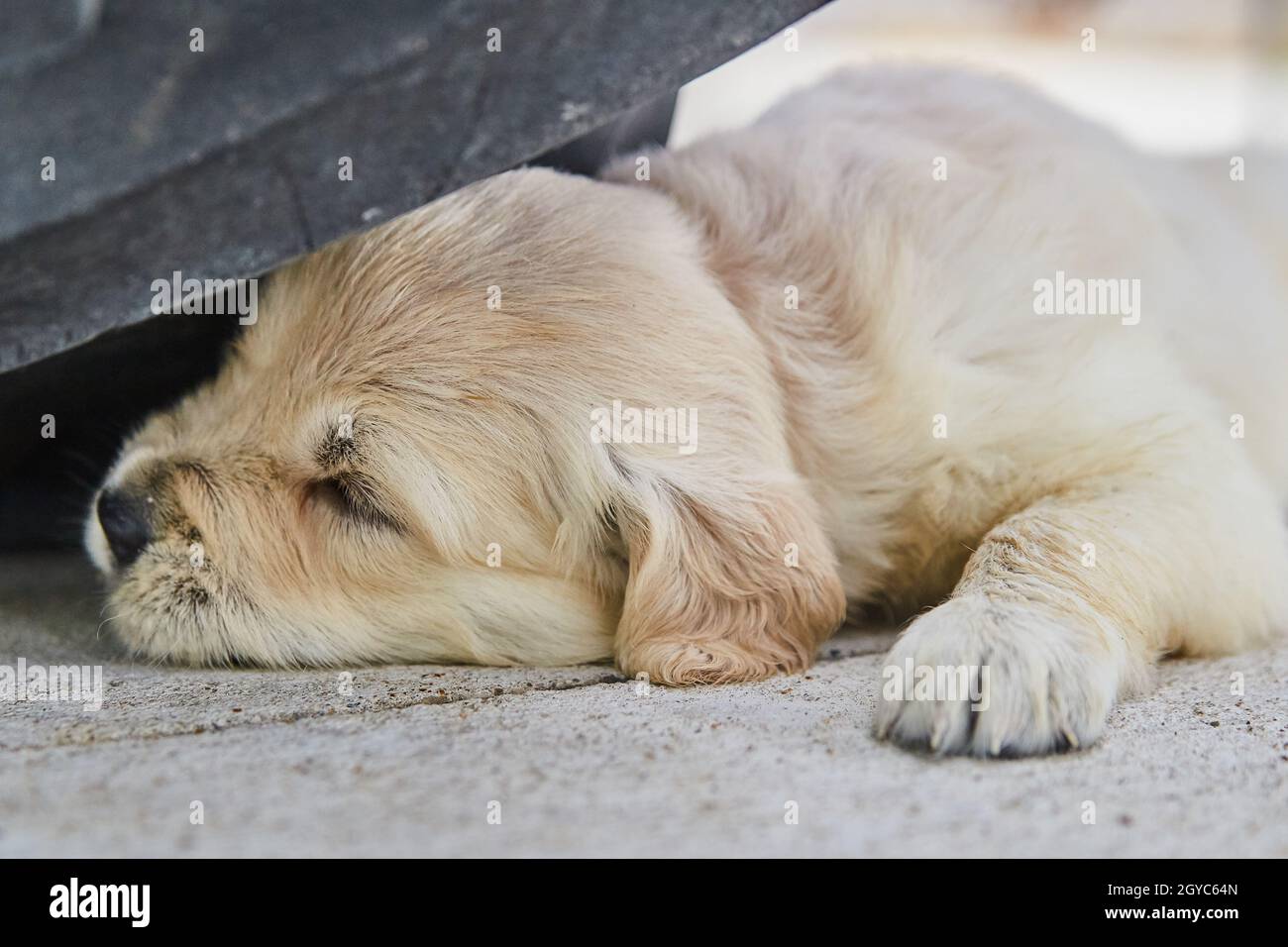 Adorable sleeping golden retriever on cement surface Stock Photo