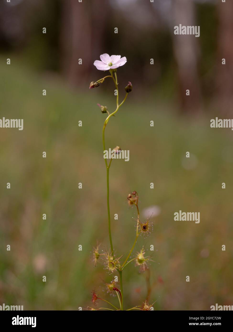 Flowering sundew, a carnivorous native Australian plant (Drosera peltata subsp. auriculata) Stock Photo