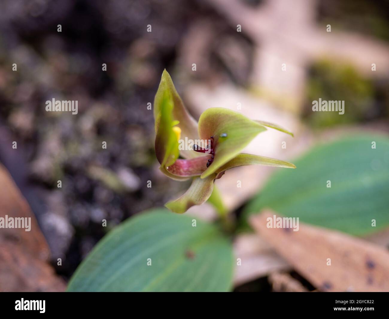 Common Bird Orchid, Victoria, Australia Stock Photo