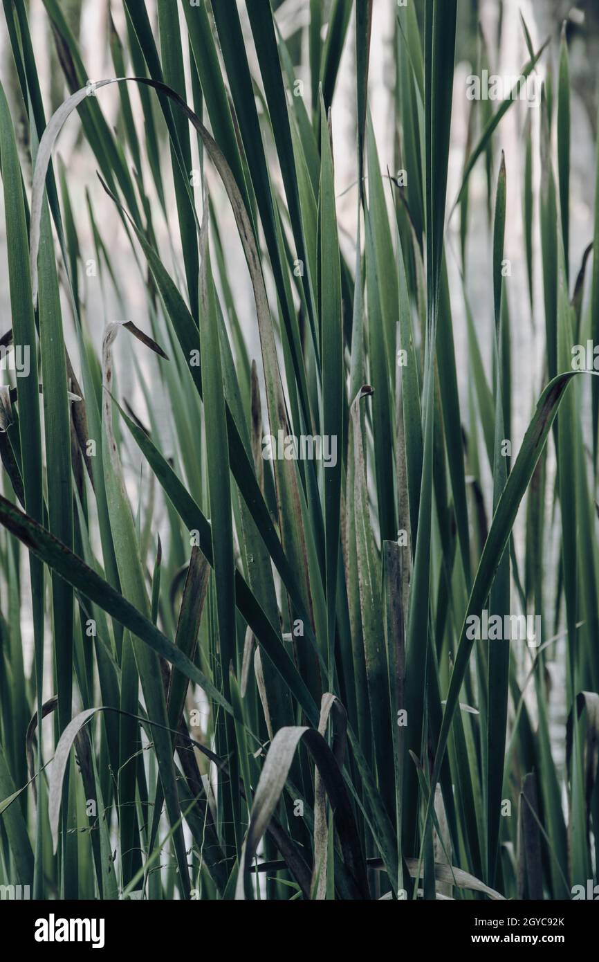 Tall Rushes Tall Rushes High Resolution Stock Photography and Images - Alamy