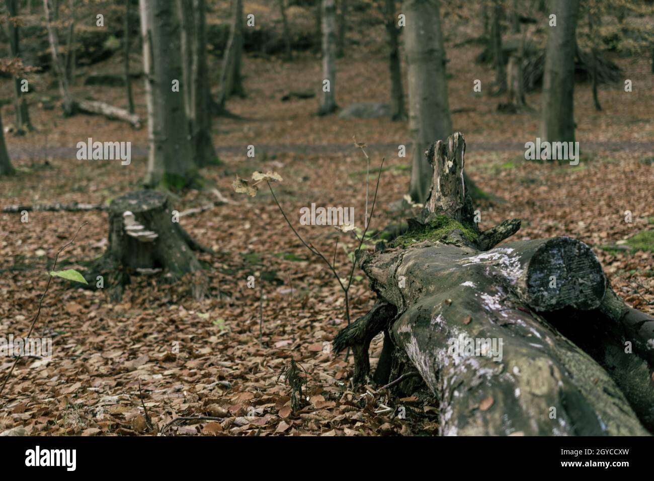 a cold autumn day in the forest. High quality photo Stock Photo - Alamy
