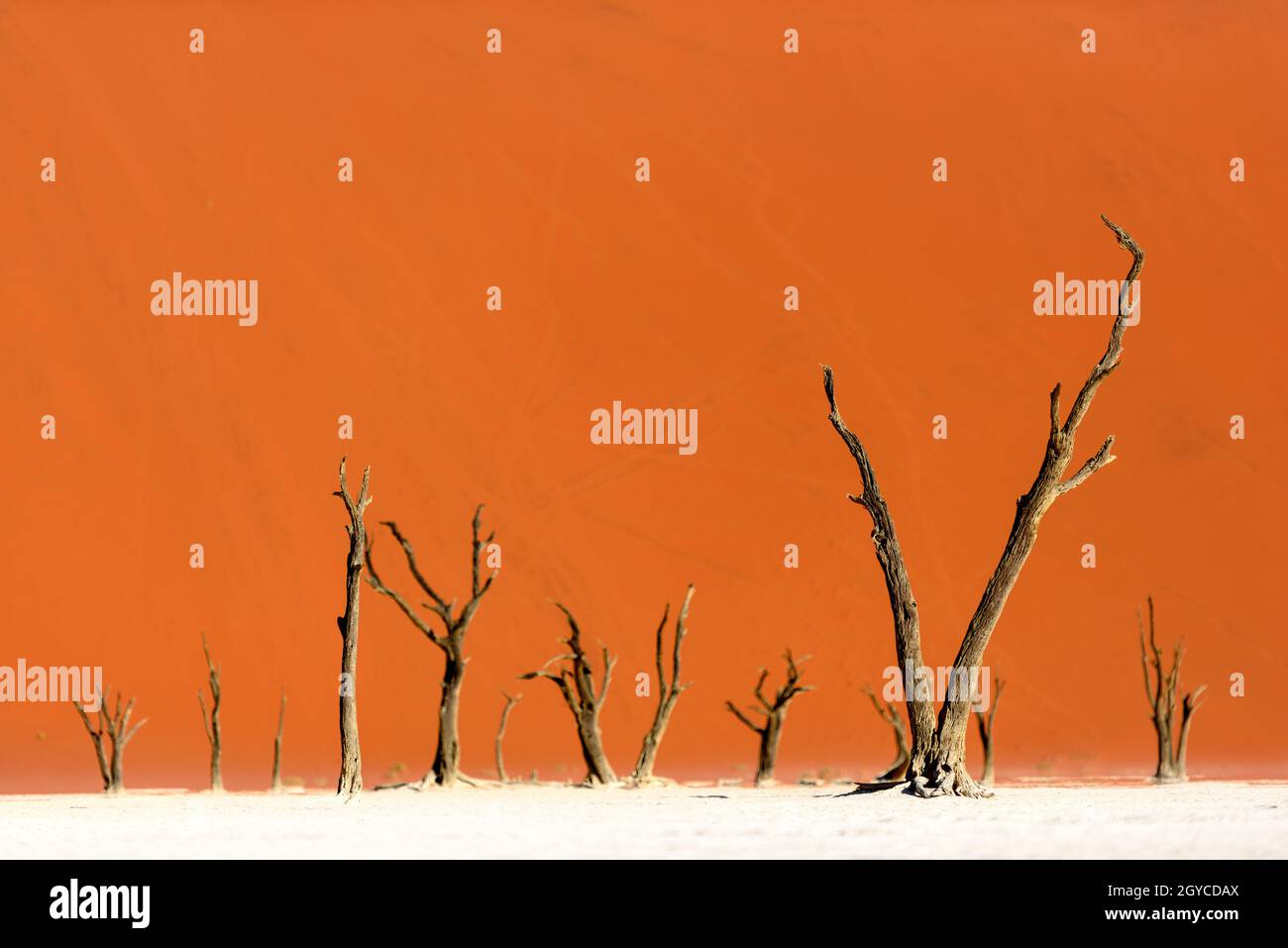 Dead trees, deadvlei, namibia, Africa Stock Photo Alamy