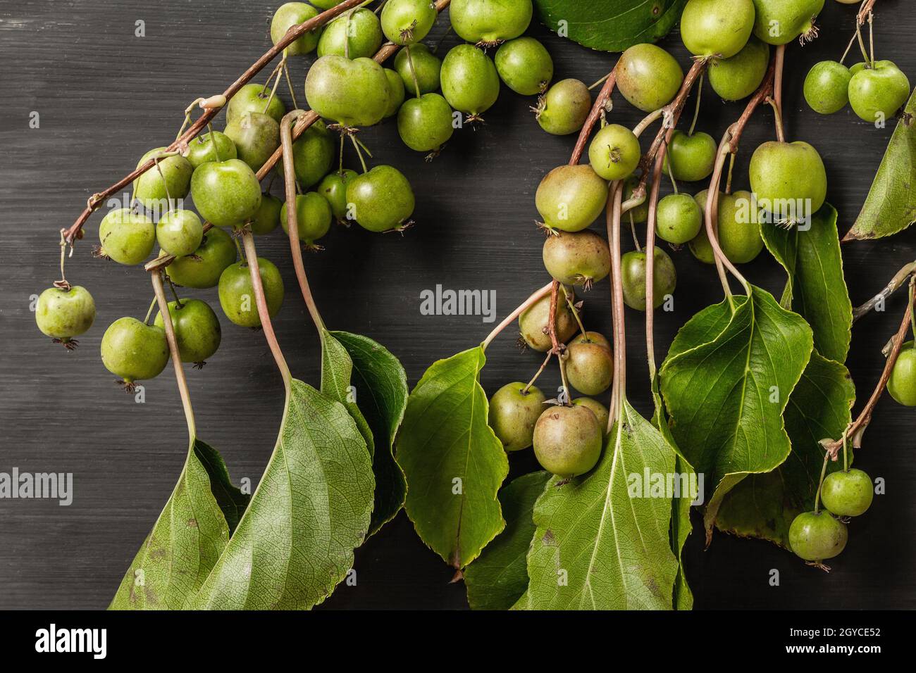 Ripe Actinidia arguta or kiwi on black wooden background. Branches of fresh fruits with green leaves Stock Photo