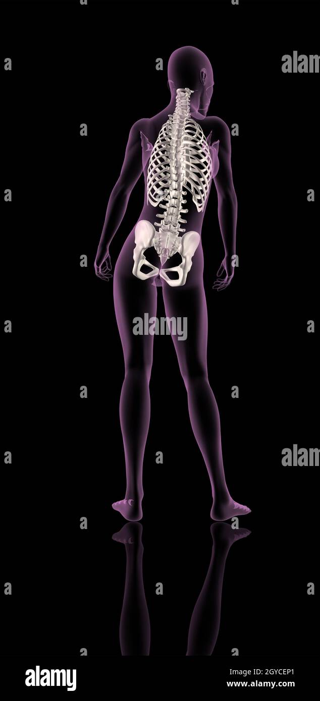 3D render of a female medical skeleton showing rib cage, spine and hip bone Stock Photo