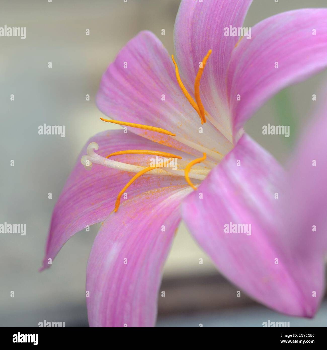 Closeup of a lovely pink rain lily flower, Habranthus robustus, with soft focus Stock Photo