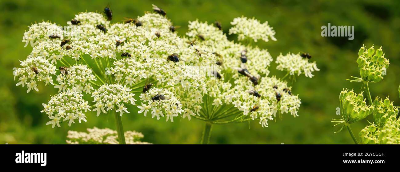 Wildflowers with insects hi-res stock photography and images - Alamy