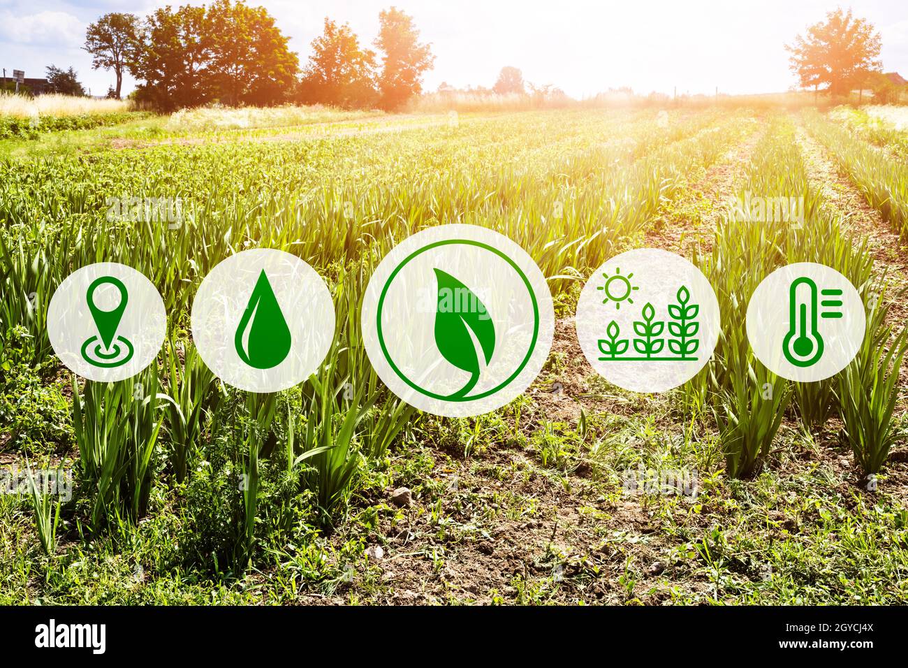 Smart E Farming Digital Technology And Agriculture System Stock Photo