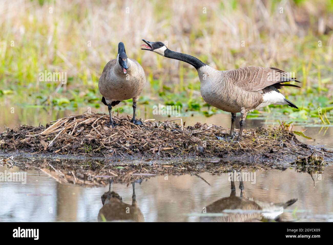 Canada geese pair (Branta canadensis) standing on old nest, calling, Spring, E USA, by Dominique Braud/Dembinsky Photo Assoc Stock Photo