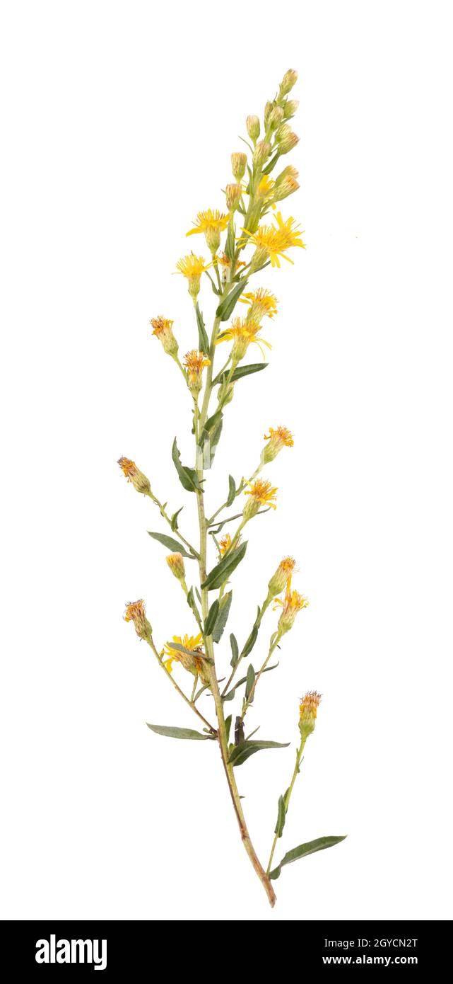 Branch of slimy inula - Dittrichia viscosa - on white background Stock Photo