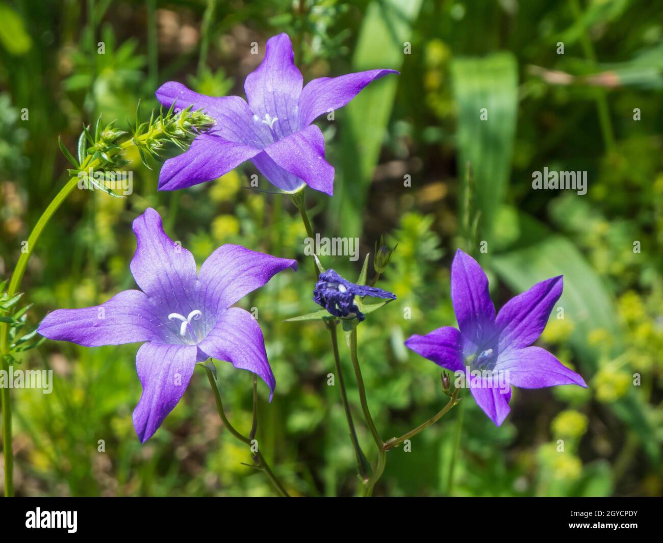 Close-up of three flowers of the broad-leaved bellflower (lat: Campanula latifolia) in front of a blurred natural background in Bavaria. Stock Photo