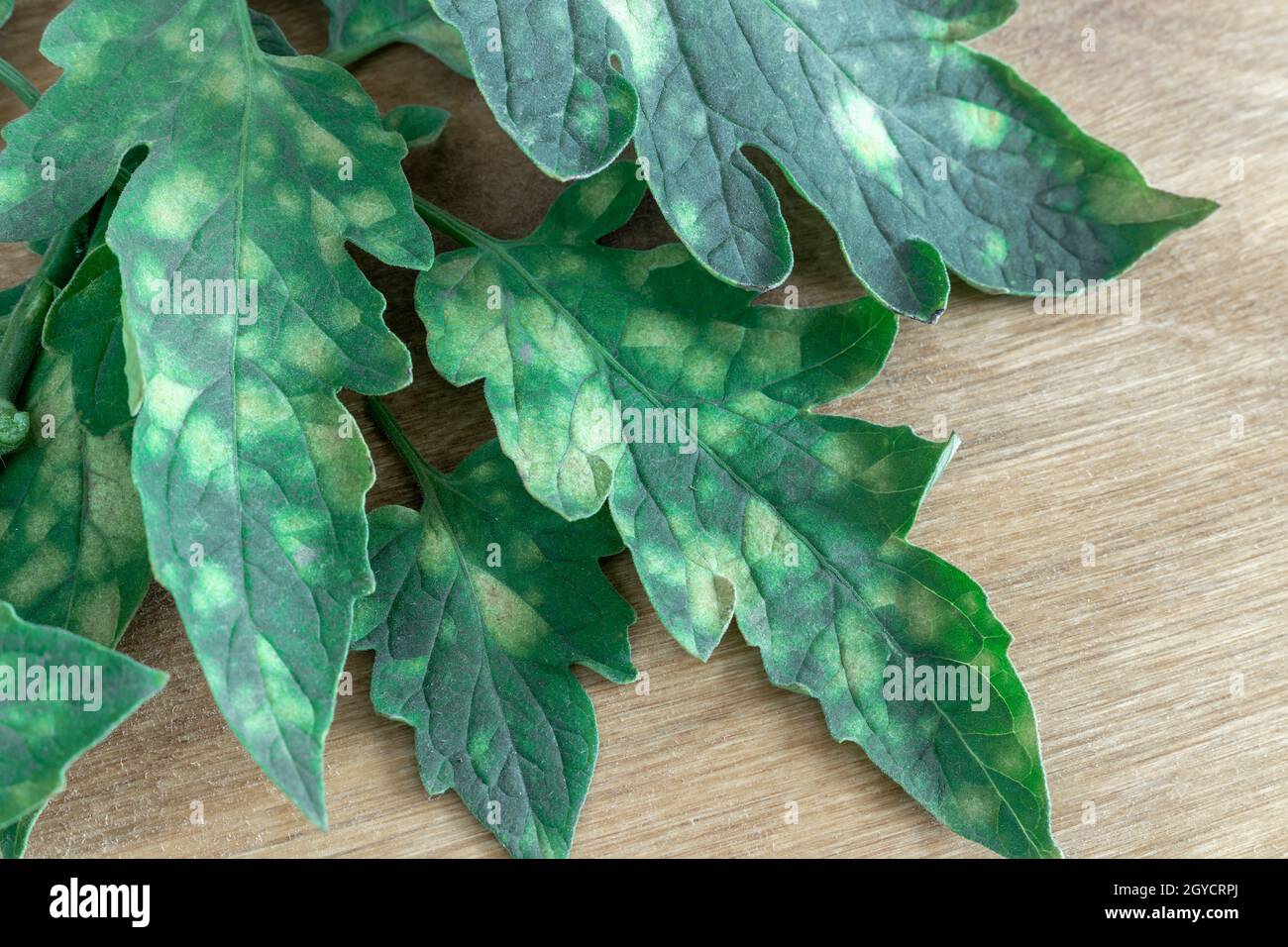 Plant diseases: tomato leaves are affected by cladosporiosis with pale yellow spots on the leaves. Fungal damage to tomatoes and a decrease in yield. Stock Photo