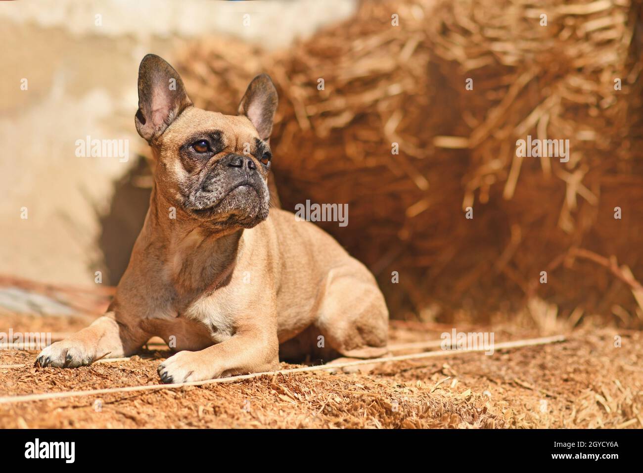 Fawn French Bulldog dogs posing between hay bales in autumn Stock Photo