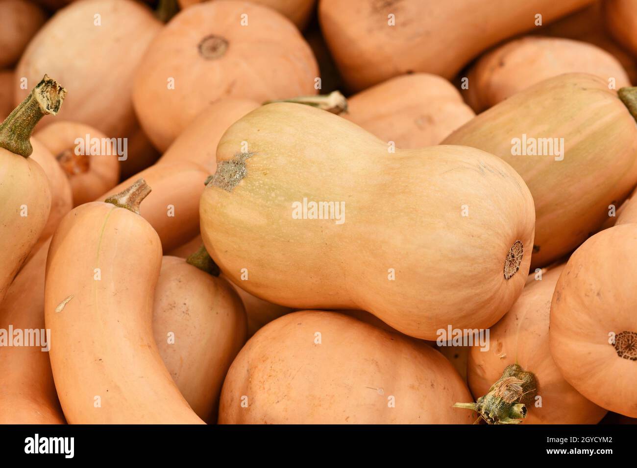 Butternut squash on pile of many raw pumpkins Stock Photo