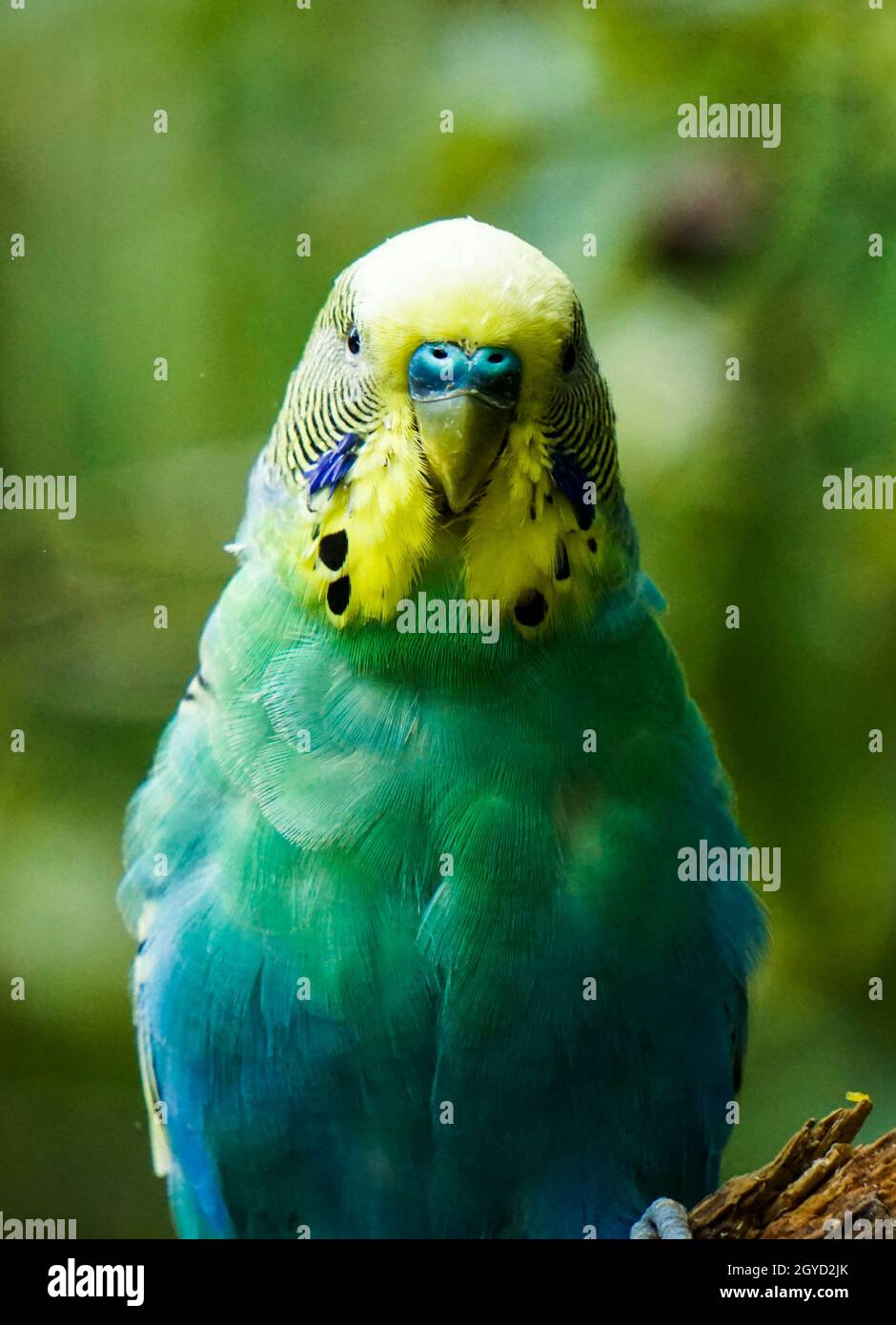Portrait of a colorful budgerigar in the blurred background Stock Photo